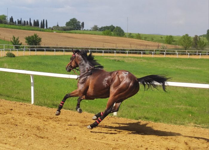 Palio: il comune cerca sponsor per il Protocollo Equino