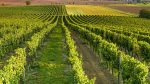 Vendemmia 2026, Cesani (Coldiretti) fa il punto: “In Toscana raccolti in anticipo, buona qualità ma oltre il 20% in meno”