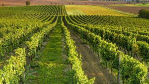Vendemmia: Coldiretti-Vigneto Toscana, al via raccolta complicata per vigneto regionale (-20%)