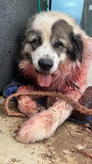 Sovicille, sparano a un cane e lo legano a un albero: raccolta fondi per le cure