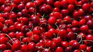 Iniziata la raccolta di ciliegie in Toscana: produzione abbondante dopo un 2021 da dimenticare