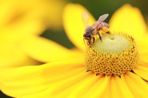 Giornata mondiale delle api, Saccardi: "Regione al lavoro per salvaguardare gli alveari"