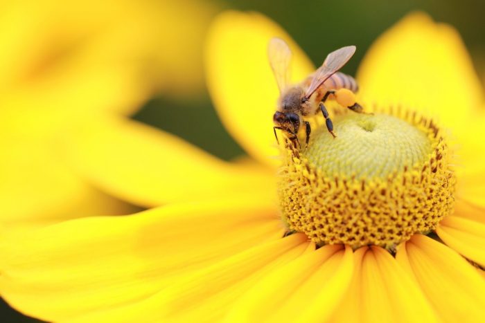Giornata mondiale delle api, Saccardi: "Regione al lavoro per salvaguardare gli alveari"