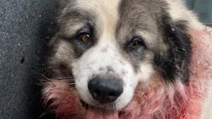 Siena, cane Baldo ucciso senza motivo. LNDC denuncia: "Ci batteremo per una severa condanna"
