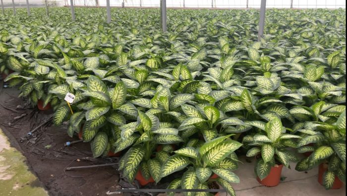 Emergenza idrica, il grido di aiuto di Floramiata: "Situazione insostenibile"