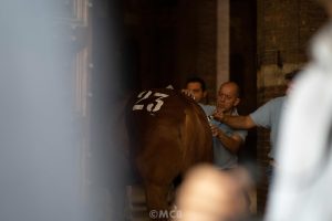 Palio 16 agosto: sono 34 i cavalli presentati alla Tratta, Zaminde assente per motivi sanitari