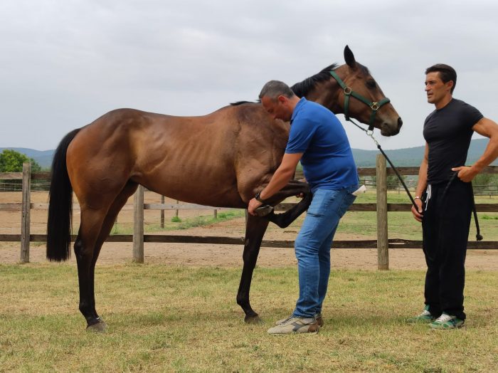 Verso il Palio di agosto: previsite al via da domani al Ceppo