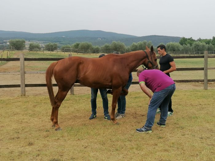 L’impegno dei veterinari dell’Asl Toscana sud est per il Palio di Siena