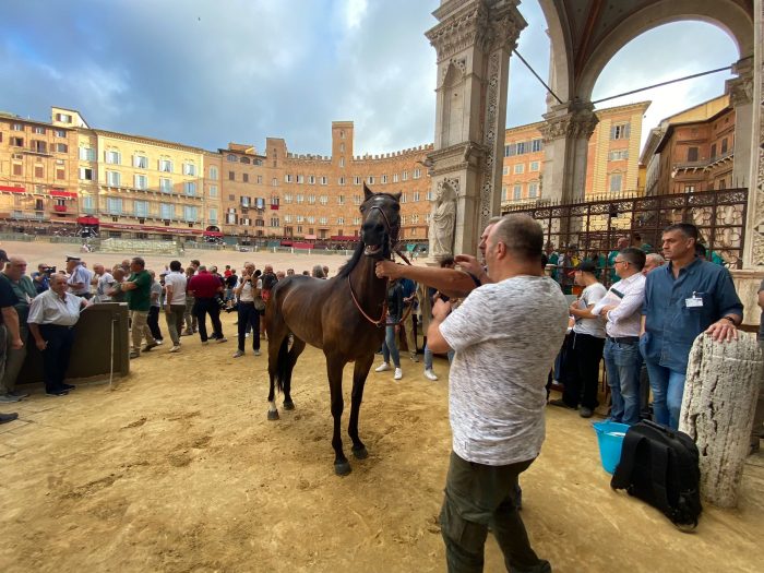 Sono 34 i cavalli alla Tratta. Assente Lauretta Mia