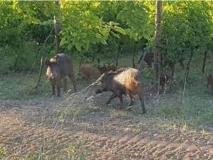 Cinghiali, Fedagripesca Toscana: “Troppi danni per agricoltura, recinzioni necessarie”