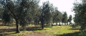 Clima: scatta l'allarme siccità in Toscana per pomodori, ulivi e miele
