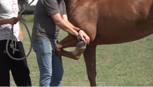 Mercoled&igrave; 22 e gioved&igrave; 23 giugno le previsite alla clinica del Ceppo: ecco gli orari