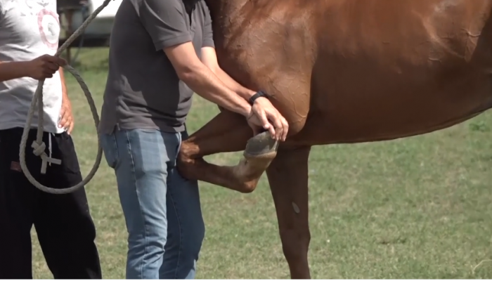 Mercoled&igrave; 22 e gioved&igrave; 23 giugno le previsite alla clinica del Ceppo: ecco gli orari