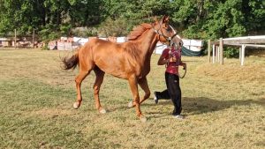 Prima giornata di previsite al Ceppo: la gallery