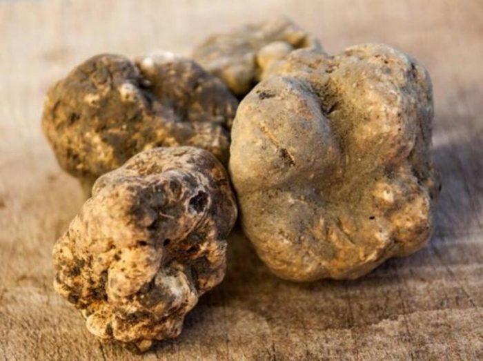 Convenzione Cb6 e Tartufai senesi, l'Associazione Nazionale Tartufai tuona: "Accordo illegittimo, chiediamo la revoca"