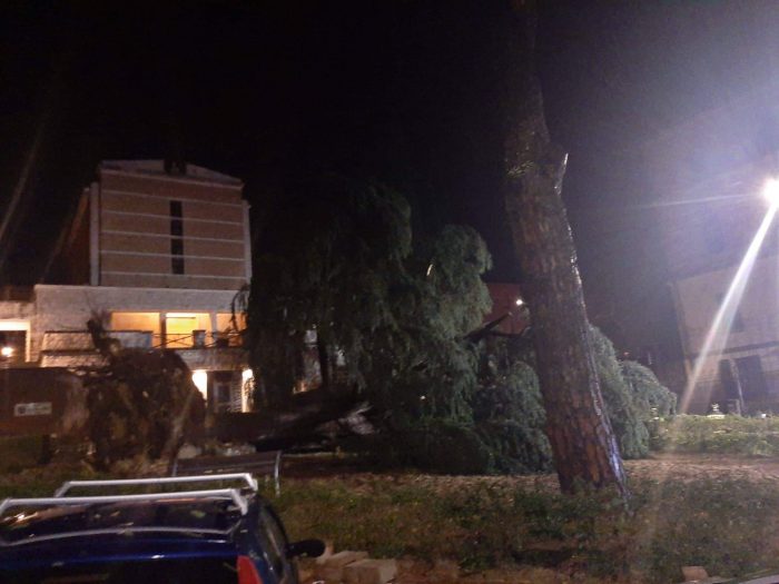 Violento temporale colpisce Siena. Crolla l'abete dell'Alberino a Ravacciano