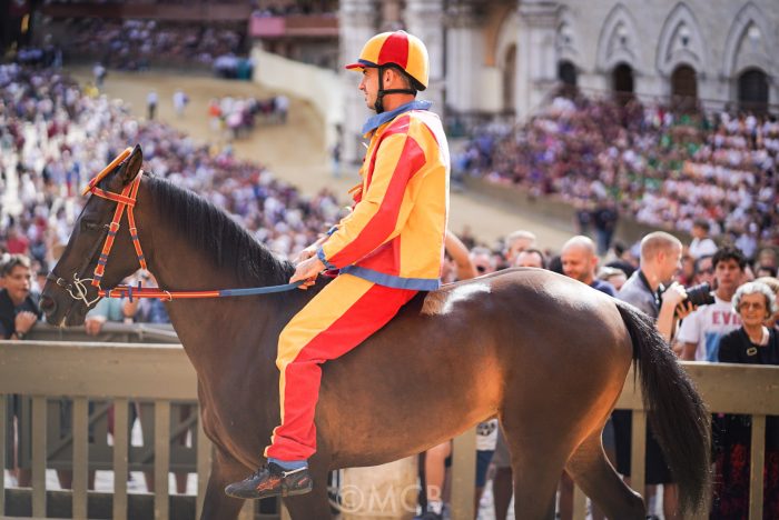 Il Comune di Siena annuncia: "Zentile &egrave; in buone condizioni"