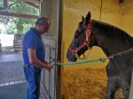 Le condizioni dei cavalli: Vitzichesu dimesso dalla clinica del Ceppo, domani tornano a casa anche Schietta e Volpino