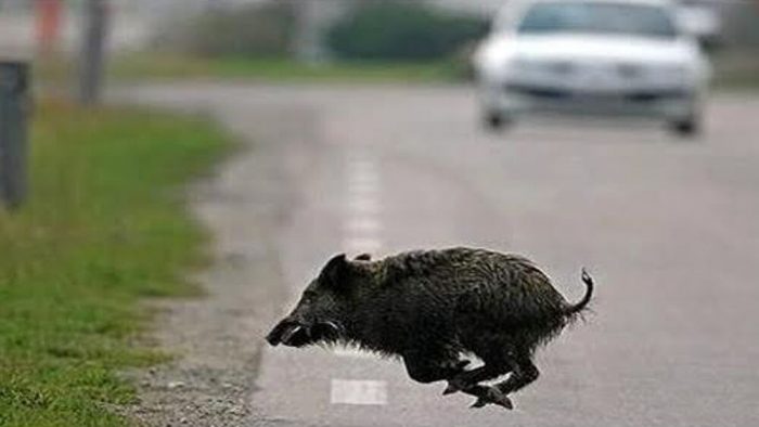 La Toscana al primo posto per gli incidenti gravi con investimenti di animali