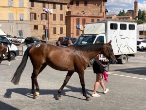 Palio 16 agosto 2022, ecco la lista dei 10