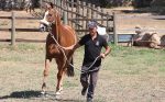 Palio, al via la nuova stagione: il grande assente è Remorex