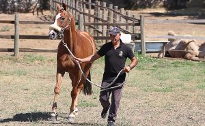 Palio, al via la nuova stagione: il grande assente &egrave; Remorex