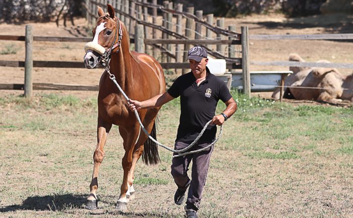 Palio, al via la nuova stagione: il grande assente &egrave; Remorex