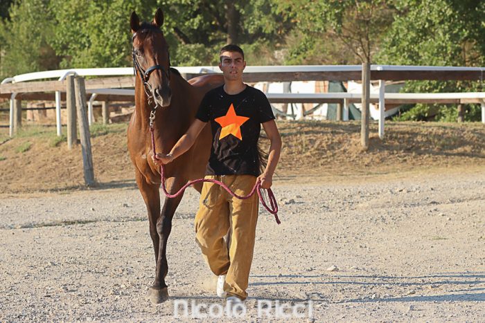 Palio, Mula con 9 cavalli iscritti: "Penso a lavorare e non ascolto chi parla a vanvera"