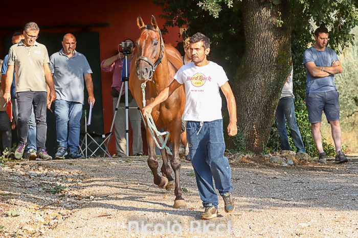 Palio: Tale e Quale pronto a vivere l'annata paliesca da protagonista