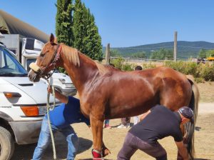 Previsite: Remorex e Viso d'Angelo, i big arrivano al Ceppo