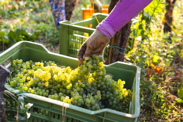 Vendemmia 2025, controlli a Siena e Grosseto: sospese due aziende per lavoro nero e mancata sicurezza