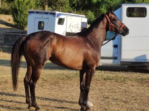 Remorex, Zio Frac e Viso d'Angelo presenti al Ceppo. Mercoled&igrave; la riunione veterinari e capitani