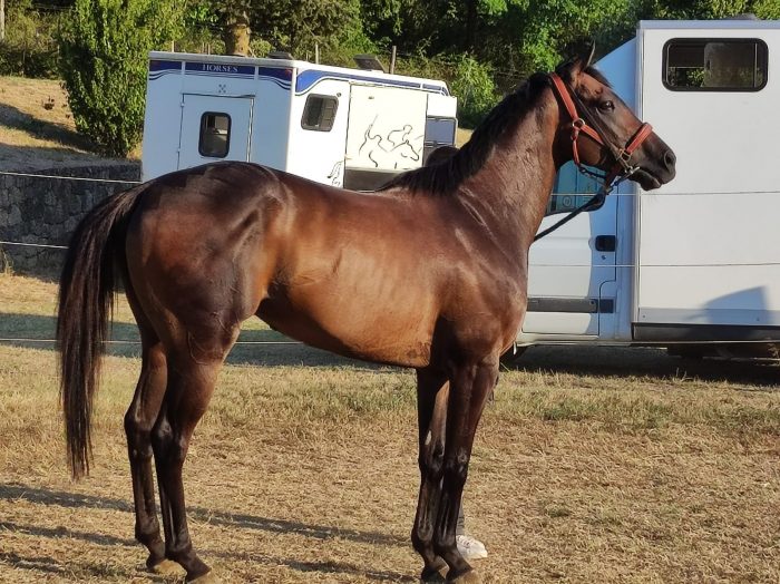 Remorex, Zio Frac e Viso d'Angelo presenti al Ceppo. Mercoled&igrave; la riunione veterinari e capitani