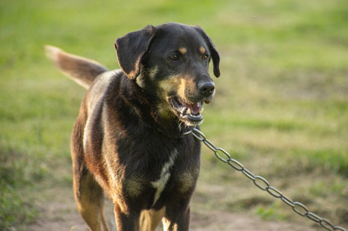Mai più cani alla catena in Toscana, la giunta regionale modifica il regolamento