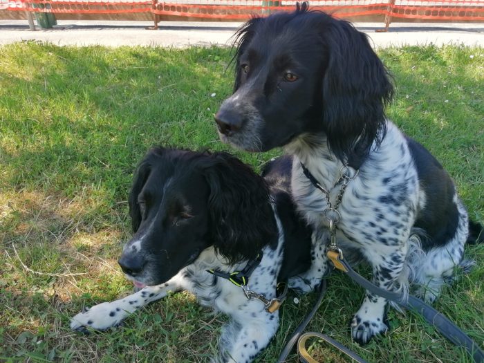 Giornata mondiale del cane: in compagnia di un 'amico peloso' si invecchia più lentamente