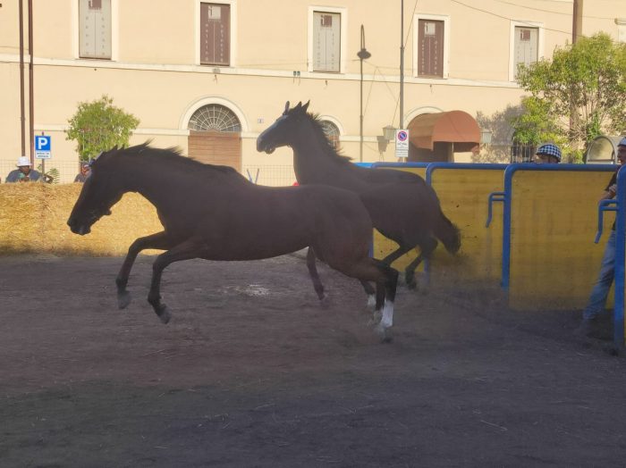 Ronciglione: cavalli senesi protagonisti nelle "corse a vuoto"