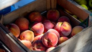 Caldo fuori stagione, pesche e meloni in tavola al posto di funghi e castagne