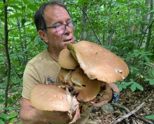 Funghi da record sull'Amiata