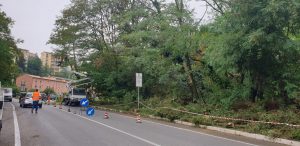 Messa in sicurezza piante in viale Sardegna, operai a lavoro