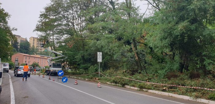 Messa in sicurezza piante in viale Sardegna, operai a lavoro