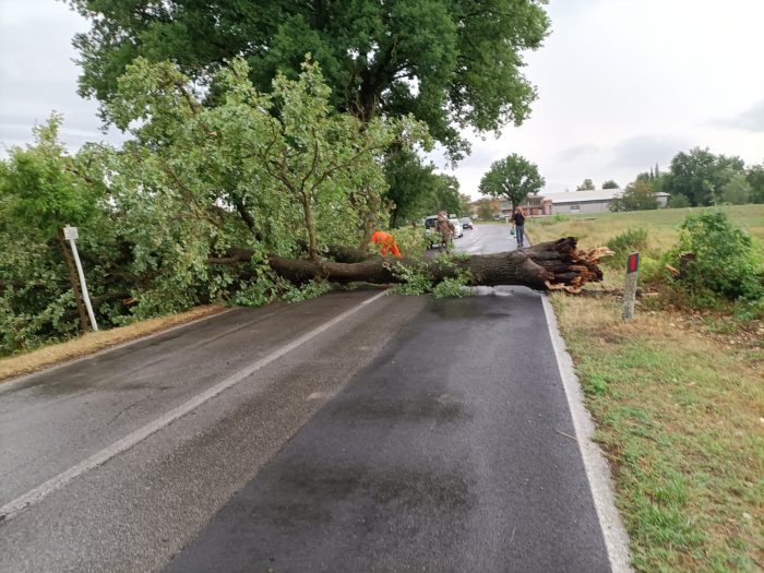 Maltempo: pianta cade sulla strada, tragedia sfiorata a Monteroni d'Arbia