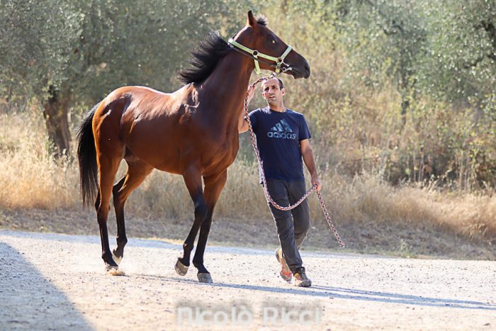 Rassegna puledri Anglo-Arabi, Carli: "A Siena la passione per il cavallo riesce ad andare oltre la crisi"