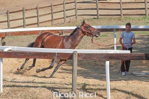Palio: il programma delle previsite dei cavalli