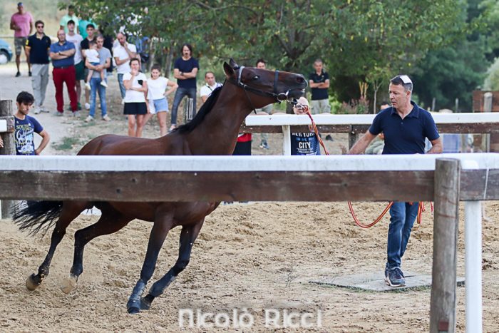 Palio, il sindaco convoca capitani e proprietari per il Protocollo