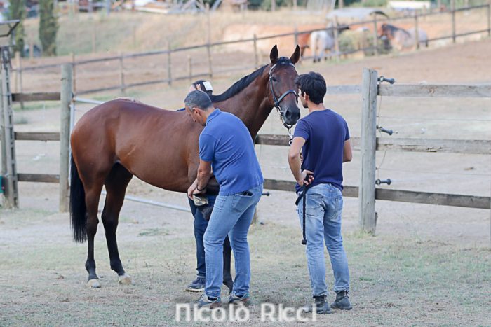 Secondo giorno di previsite: Violenta da Clodia e Tabacco arrivano al Ceppo