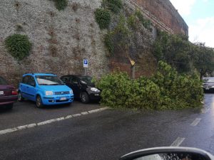 A Siena raffiche di vento abbattono alberi: numerosi interventi dei vigili del fuoco
