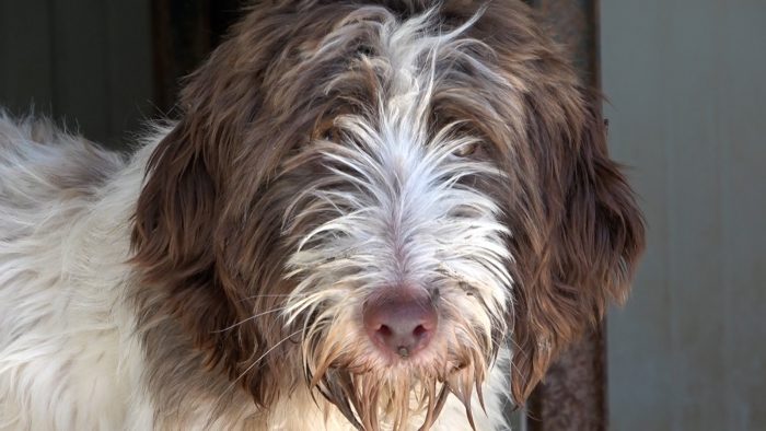 Tante richieste di adozione per la cucciola recuperata dalla Polizia