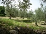 A Sarteano la Camminata tra gli olivi