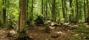 In "palestra" nella faggeta del Monte Amiata
