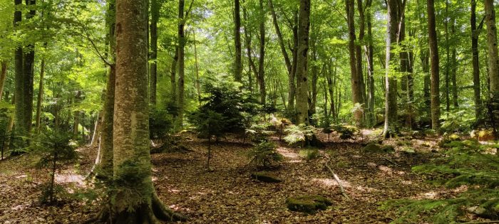 In "palestra" nella faggeta del Monte Amiata